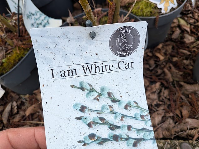 Partij planten en bomen in pot - afbeelding 26 van  35