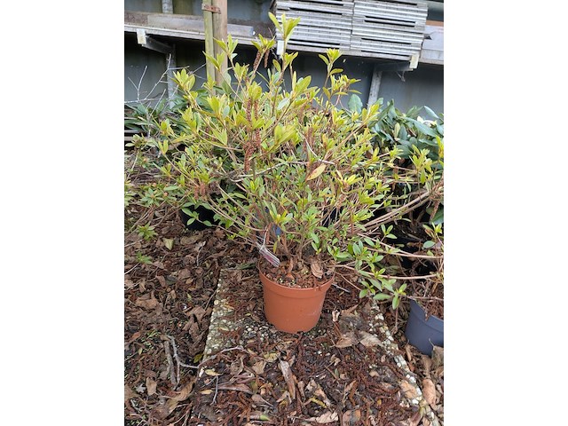 Partij planten en bomen in pot - afbeelding 27 van  35