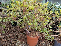 Partij planten en bomen in pot - afbeelding 27 van  35