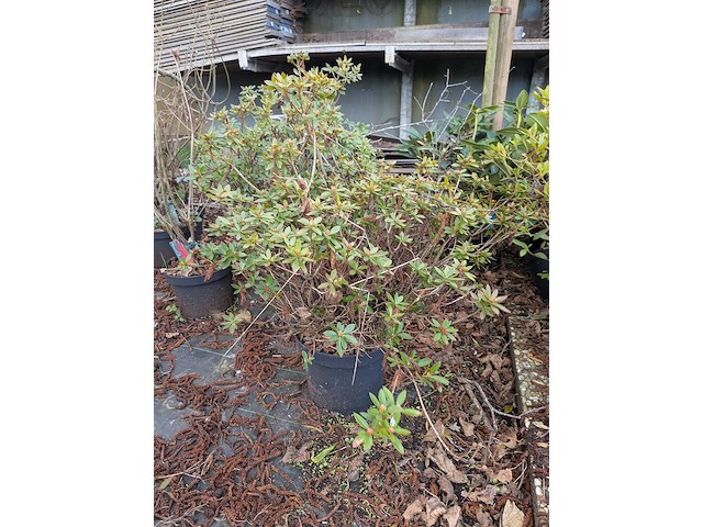 Partij planten en bomen in pot - afbeelding 28 van  35