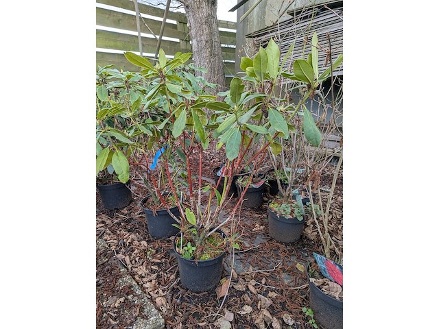 Partij planten en bomen in pot - afbeelding 29 van  35