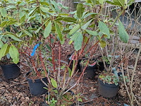 Partij planten en bomen in pot - afbeelding 29 van  35