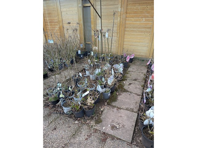 Partij planten en bomen in pot - afbeelding 23 van  35