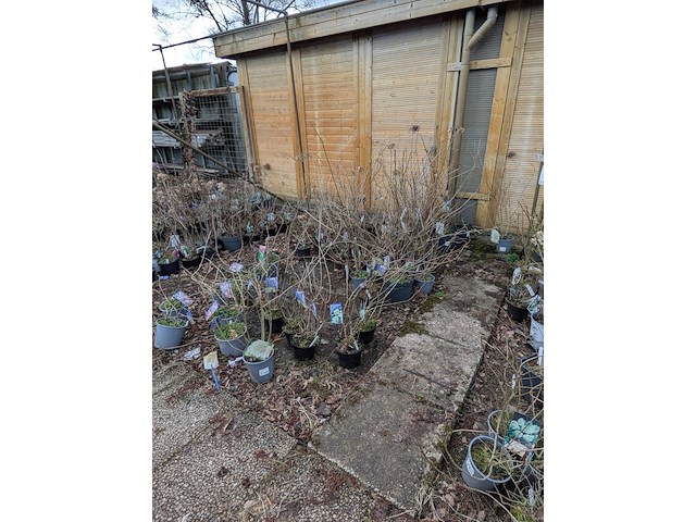 Partij planten en bomen in pot - afbeelding 30 van  35