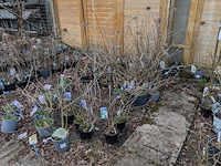 Partij planten en bomen in pot - afbeelding 30 van  35