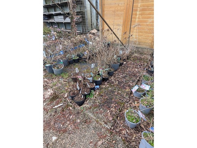 Partij planten en bomen in pot - afbeelding 31 van  35