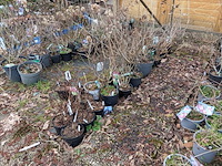 Partij planten en bomen in pot - afbeelding 31 van  35