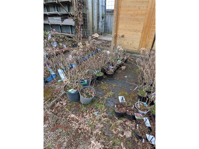 Partij planten en bomen in pot - afbeelding 32 van  35