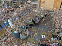 Partij planten en bomen in pot - afbeelding 32 van  35