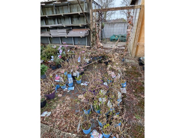 Partij planten en bomen in pot - afbeelding 33 van  35