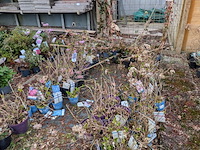 Partij planten en bomen in pot - afbeelding 33 van  35