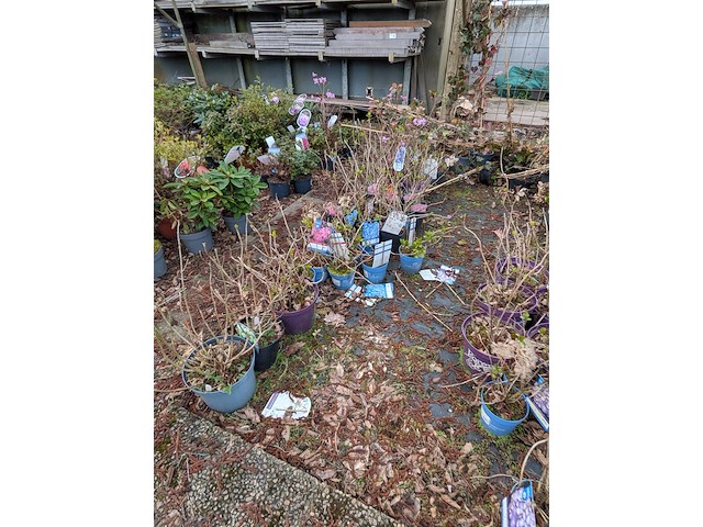 Partij planten en bomen in pot - afbeelding 34 van  35