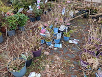 Partij planten en bomen in pot - afbeelding 34 van  35