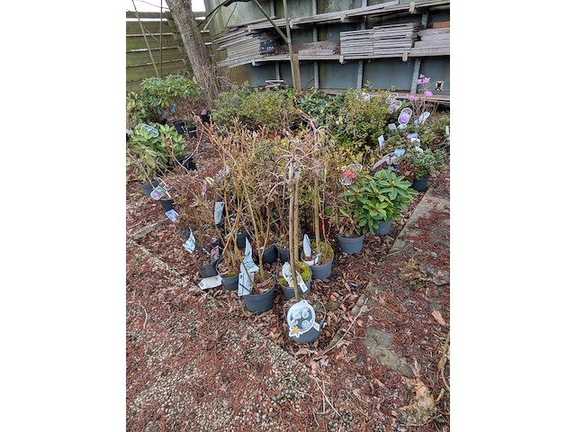 Partij planten en bomen in pot - afbeelding 35 van  35