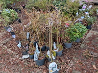 Partij planten en bomen in pot - afbeelding 35 van  35