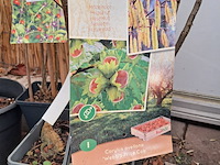 Partij planten en bomen - afbeelding 2 van  22