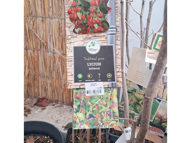 Partij planten en bomen - afbeelding 3 van  22