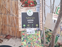 Partij planten en bomen - afbeelding 3 van  22