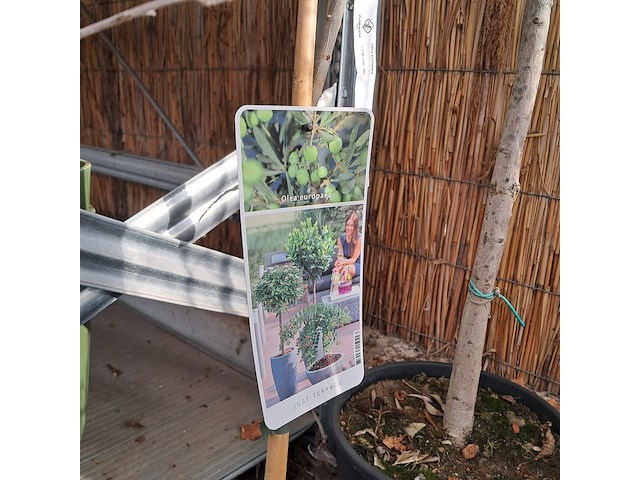 Partij planten en bomen - afbeelding 4 van  22