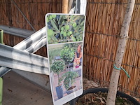 Partij planten en bomen - afbeelding 4 van  22