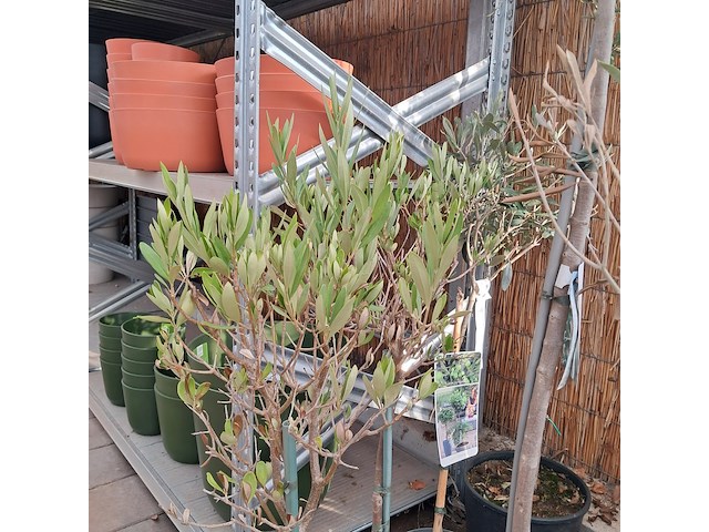 Partij planten en bomen - afbeelding 5 van  22