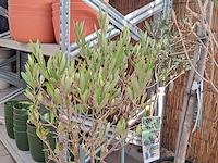 Partij planten en bomen - afbeelding 5 van  22