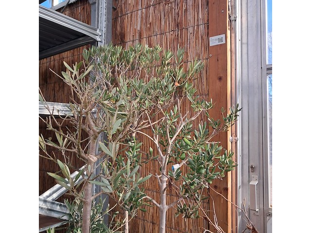 Partij planten en bomen - afbeelding 6 van  22