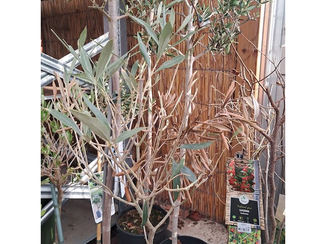 Partij planten en bomen - afbeelding 7 van  22