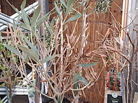 Partij planten en bomen - afbeelding 7 van  22