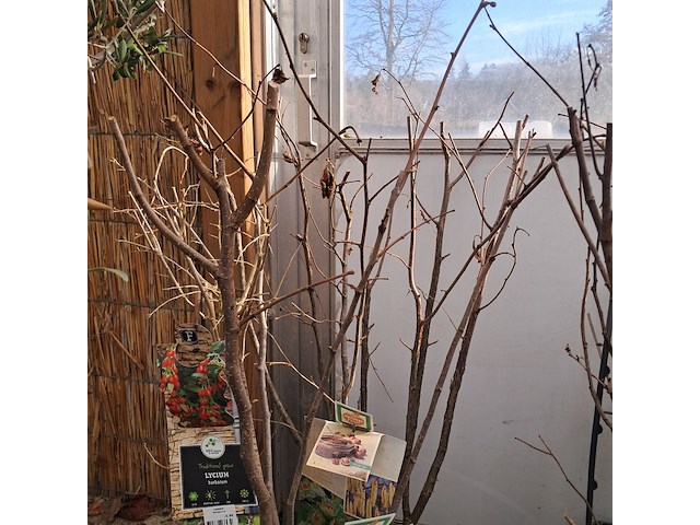 Partij planten en bomen - afbeelding 8 van  22