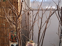 Partij planten en bomen - afbeelding 8 van  22