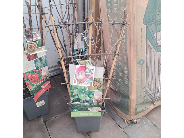 Partij planten en bomen - afbeelding 9 van  22