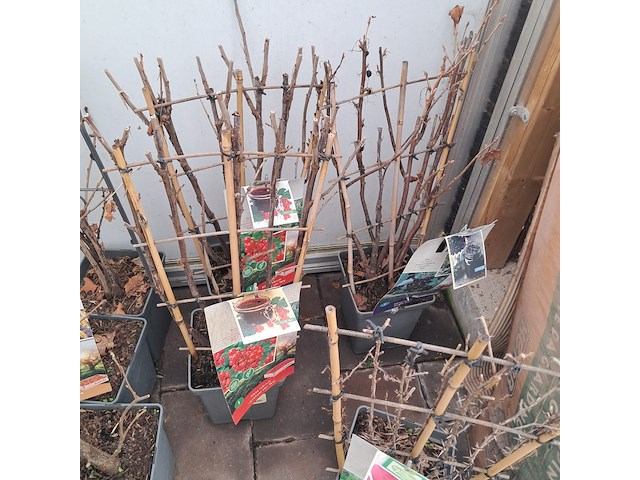 Partij planten en bomen - afbeelding 10 van  22