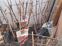 Partij planten en bomen - afbeelding 10 van  22