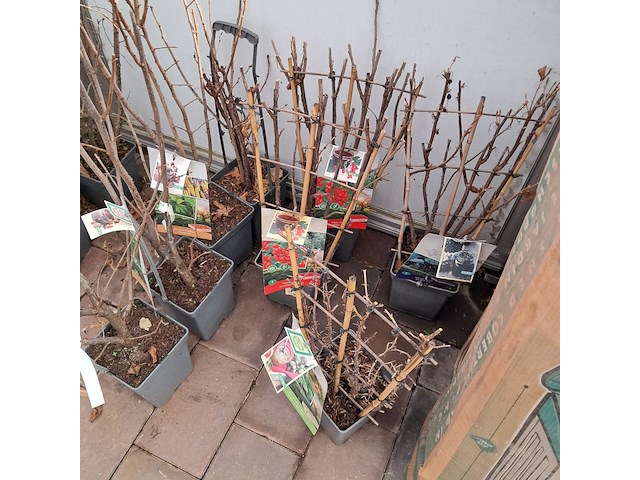 Partij planten en bomen - afbeelding 11 van  22