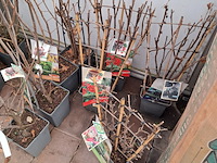 Partij planten en bomen - afbeelding 11 van  22