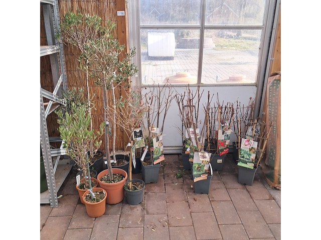 Partij planten en bomen - afbeelding 1 van  22