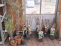 Partij planten en bomen - afbeelding 1 van  22