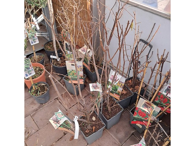 Partij planten en bomen - afbeelding 13 van  22