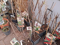 Partij planten en bomen - afbeelding 13 van  22