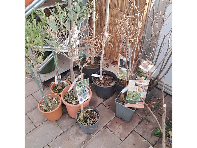 Partij planten en bomen - afbeelding 14 van  22