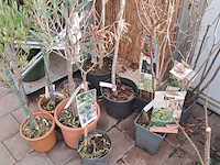 Partij planten en bomen - afbeelding 14 van  22