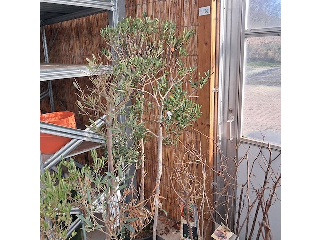 Partij planten en bomen - afbeelding 15 van  22