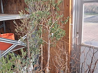 Partij planten en bomen - afbeelding 15 van  22