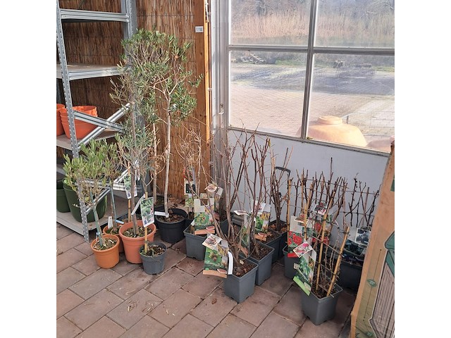 Partij planten en bomen - afbeelding 12 van  22