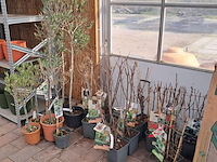 Partij planten en bomen - afbeelding 12 van  22