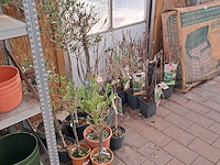 Partij planten en bomen - afbeelding 16 van  22