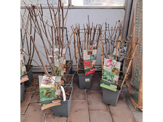 Partij planten en bomen - afbeelding 17 van  22