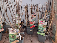 Partij planten en bomen - afbeelding 17 van  22