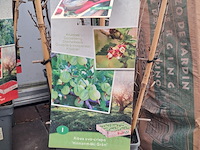 Partij planten en bomen - afbeelding 18 van  22